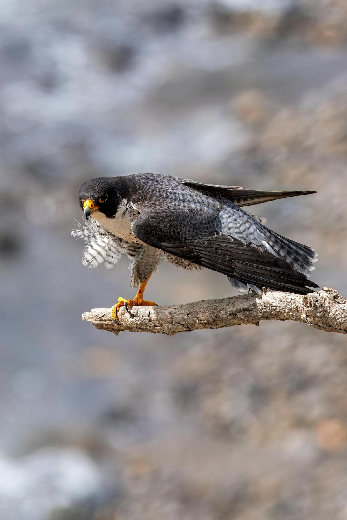 Peregrine falcon, the fastest animal on Earth and the inspiration behind the Kipanga name